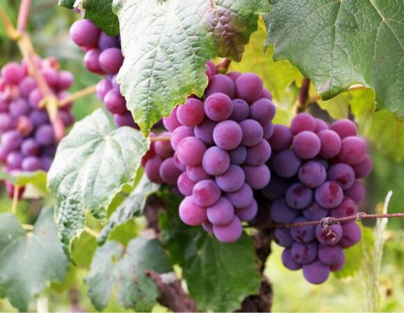 La uva de Saint-Émilion: el corazón de los vinos de Burdeos