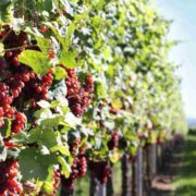 bordeaux vineyards to visit