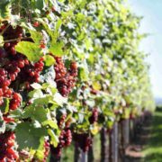 mejores viñedos en burdeos