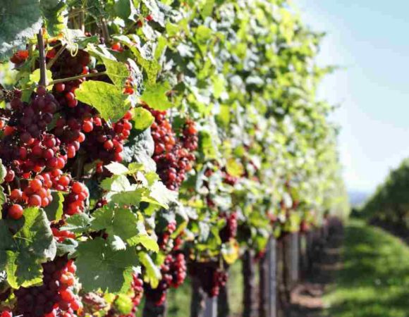 Los 10 mejores viñedos de Burdeos