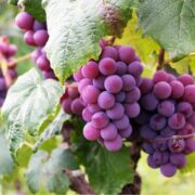 Foto de La uva de Saint emilion el corazon de los vinos de Burdeos
